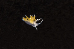 Apata pricei