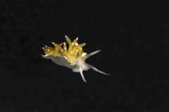 Apata pricei