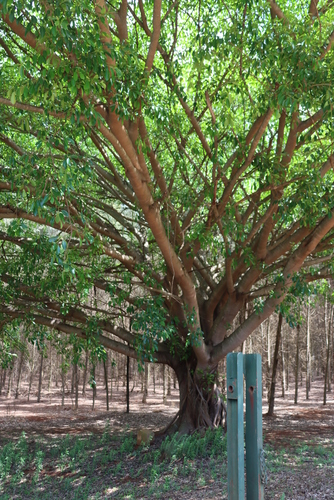 Image of Ficus petersii by (c) Tony Rebelo, some rights reserved (CC BY-SA)