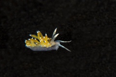 Apata pricei