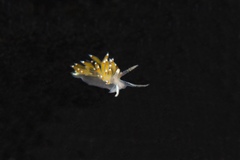 Apata pricei