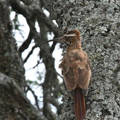 Scimitar-Billed Woodcreeper photo 2