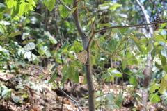 Archaeoprepona demophoon gulina