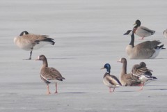 Branta canadensis moffitti