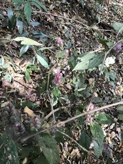 Strobilanthes heyneana