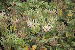 Colebrookea oppositifolia