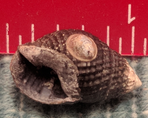 Crepidula convexa