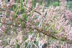 Tamarix parviflora