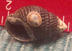 Crepidula convexa