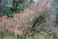 Tamarix parviflora
