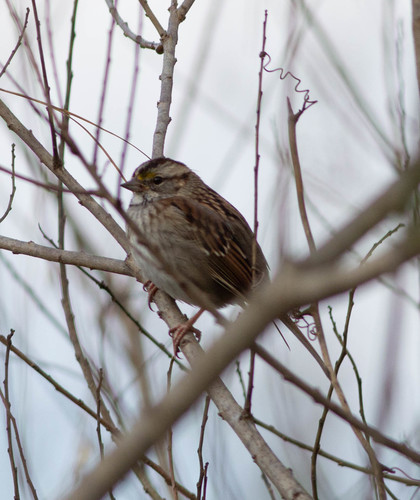 White-throated Sparrow photographed in Louisiana