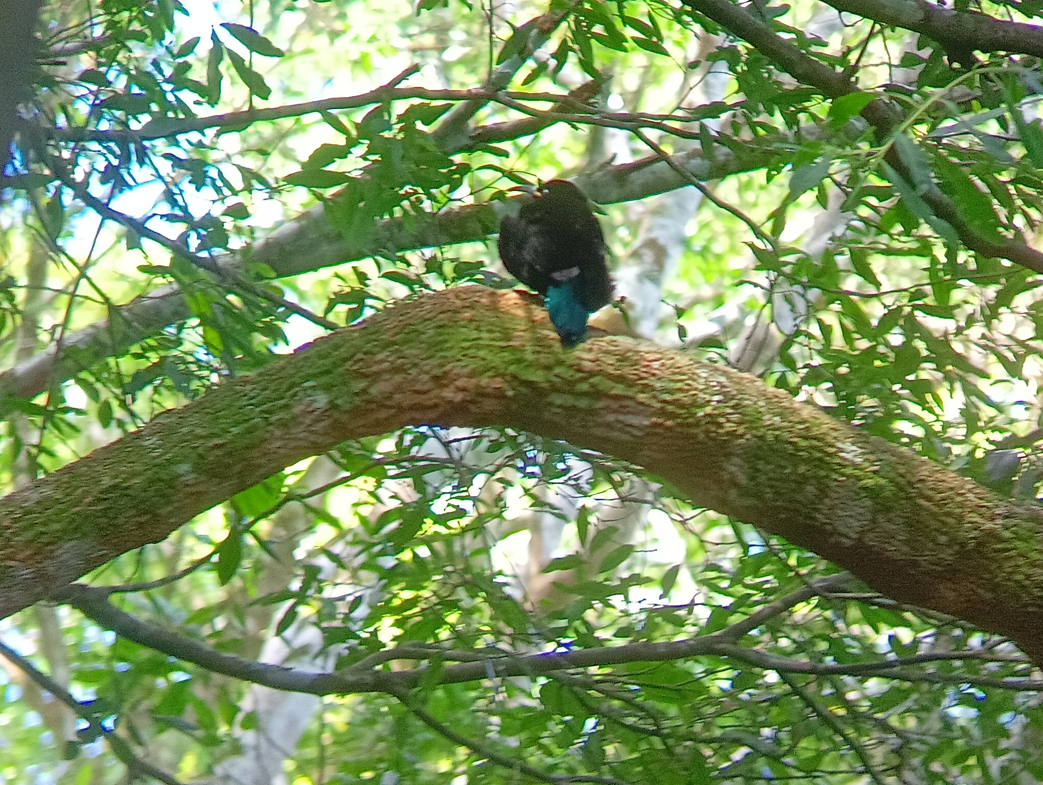 Paradise Riflebird illustration
