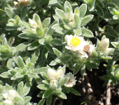 Image of Achyranthemum sordescens by (c) Nicola van Berkel, some rights reserved (CC BY-SA)