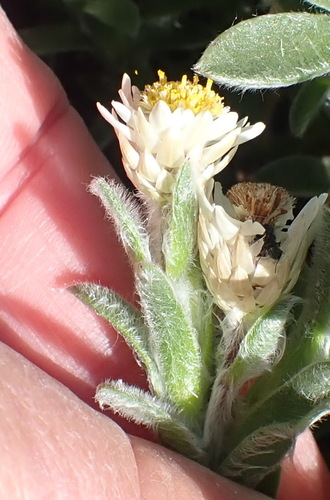 Image of Achyranthemum sordescens by (c) Nicola van Berkel, some rights reserved (CC BY-SA)