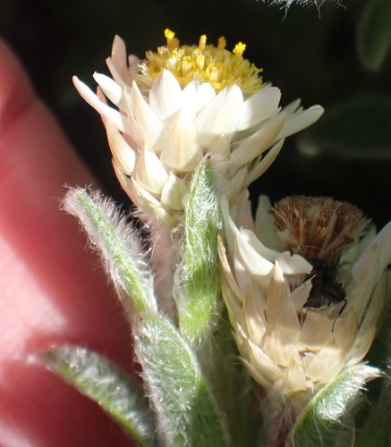 Image of Achyranthemum sordescens by (c) Nicola van Berkel, some rights reserved (CC BY-SA)