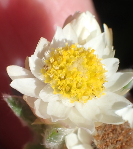 Dune Chafflower (Achyranthemum sordescens)