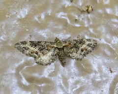 Eupithecia rotundopuncta