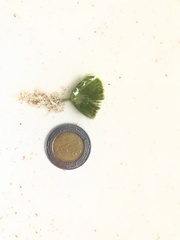 Udotea cyathiformis