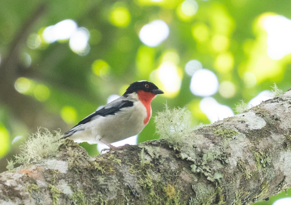 Cherry-Throated Tanager