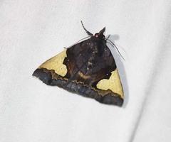 Ochrotrigona triangulifera