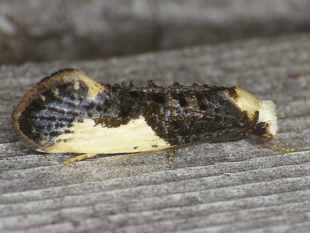 White-blotched Clothes Moth, photo 1 of 10