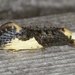 White-blotched Clothes Moth - Photo (c) Stuart Tingley, some rights reserved (CC BY-NC), uploaded by Stuart Tingley