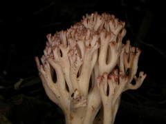 Ramaria botrytoides