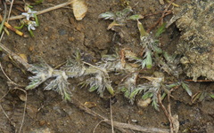 Leptinella maniototo