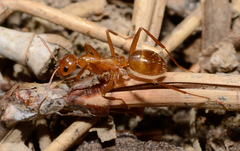 Formica pallidefulva