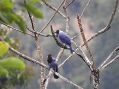 Cyanocorax violaceus