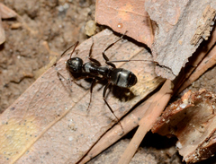 Formica subsericea