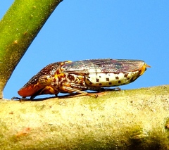 Homalodisca ichthyocephala
