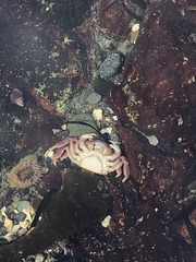 Hemigrapsus