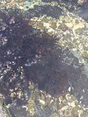 Chondrus crispus