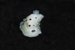Dendrodoris nigromaculata
