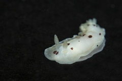 Dendrodoris nigromaculata