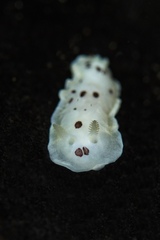 Dendrodoris nigromaculata