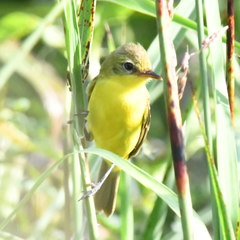 Pseudocolopteryx acutipennis