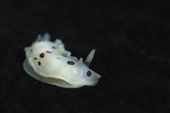 Dendrodoris nigromaculata