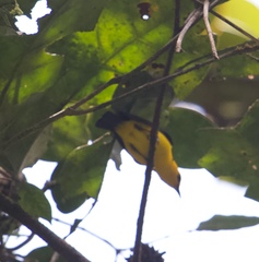 Chrysothlypis chrysomelas