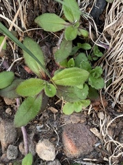 Plantago raoulii