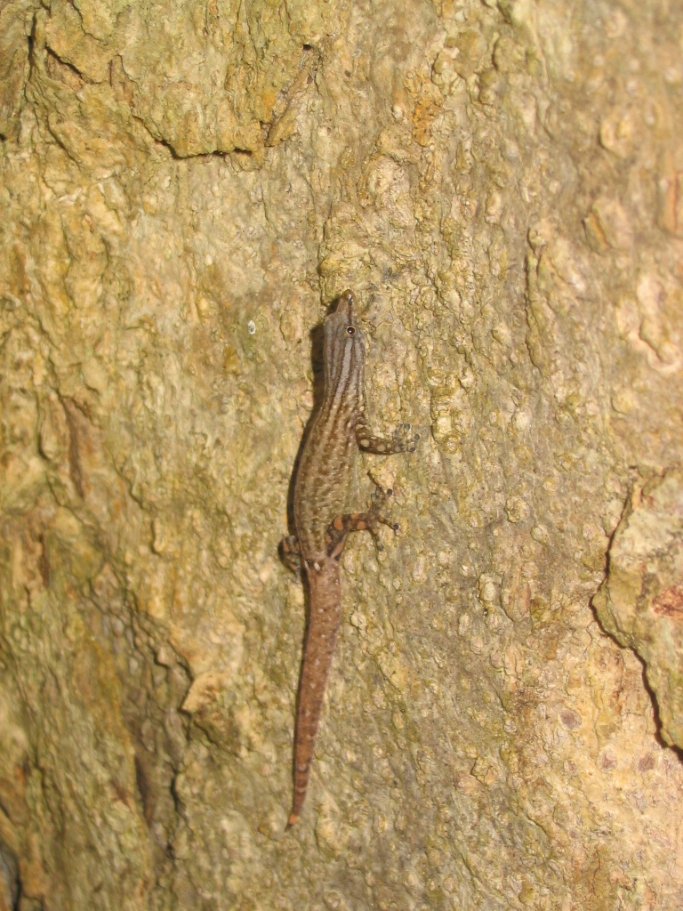 Costa Rica Least Gecko