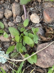 Plantago raoulii