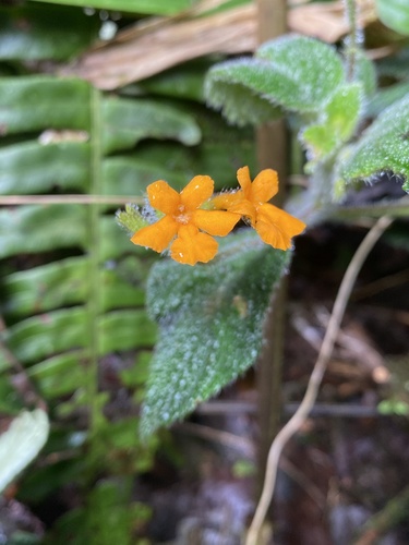 Cremosperma hirsutissimum