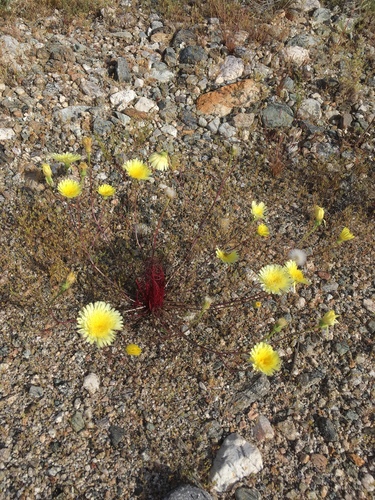 iNaturalist observation photo of desert dandelion