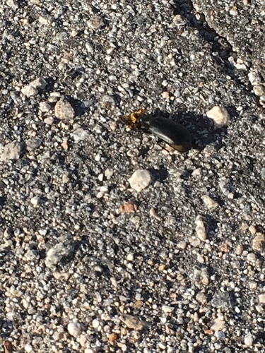 iNaturalist observation photo of Beetles