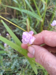 Syncolostemon elliottii