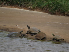 Trachemys scripta elegans