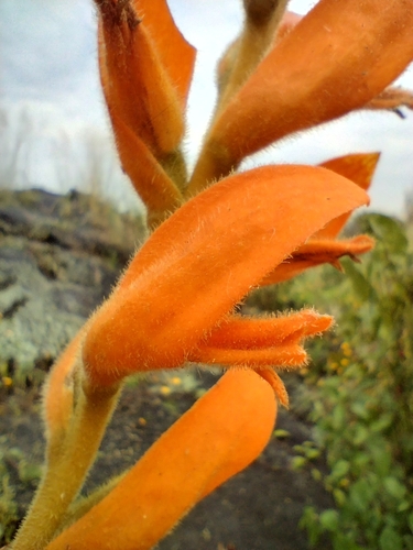 Image of Two-Toned Orange Orchid (Dichromanthus aurantiacus) by (c) Víctor Manuel Vargas Matus, some rights reserved (CC BY)