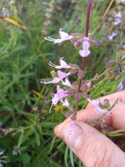 Syncolostemon canescens